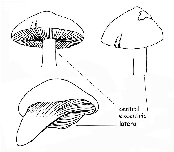 Stipe: insertion on the cap © Maria Tullii