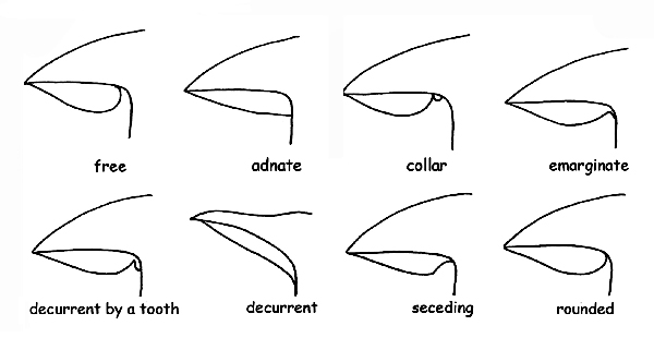 Gill insertions © Maria Tullii