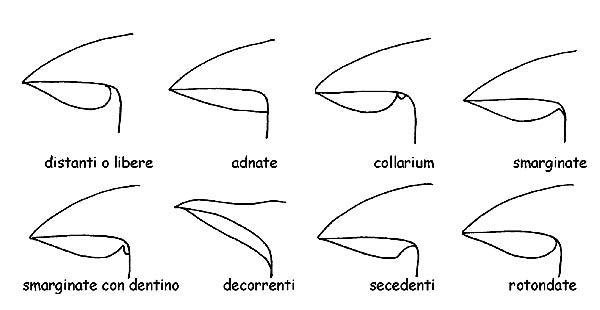 Insezione delle lamelle © Maria Tullii