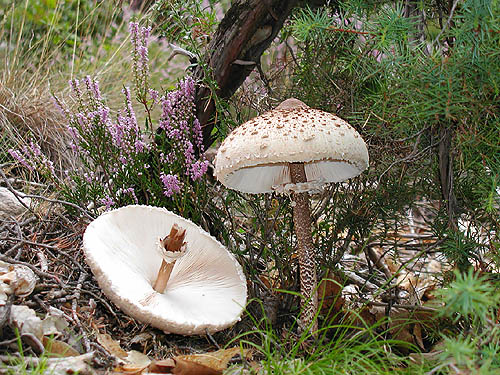 Macrolepiota procera © Giuseppe Mazza