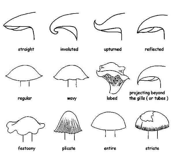 Cap margins and profiles © Maria Tullii