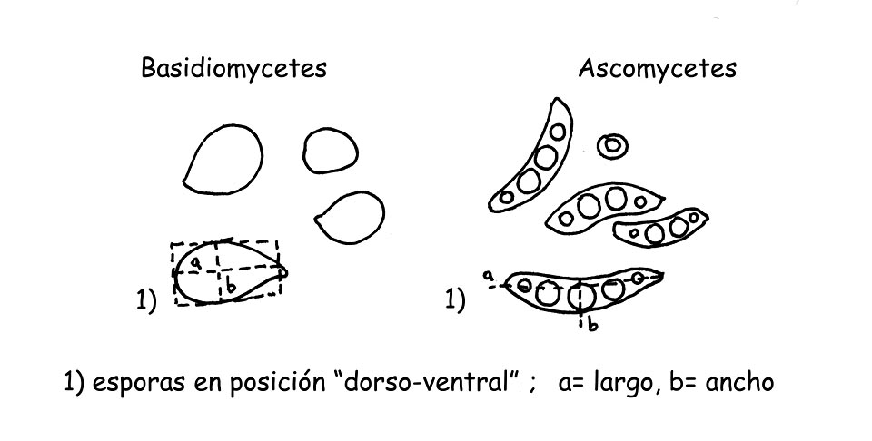 Medición esporas © Maria Tullii