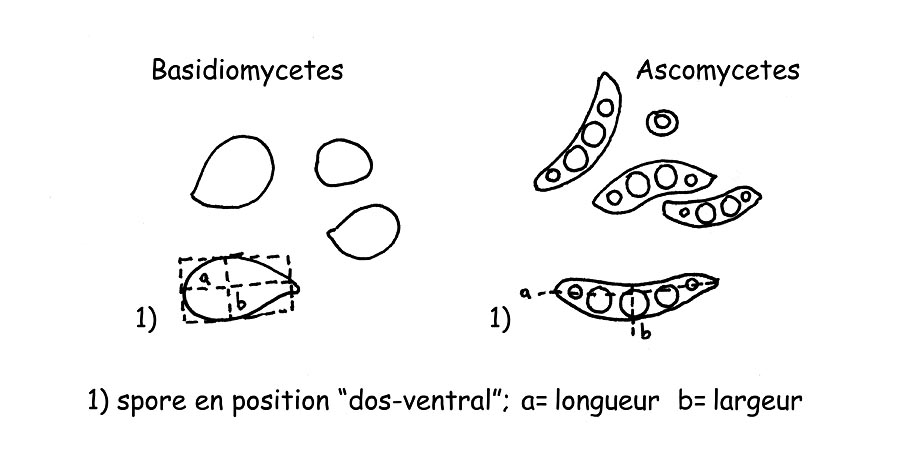 Mesure des spores © Maria Tullii