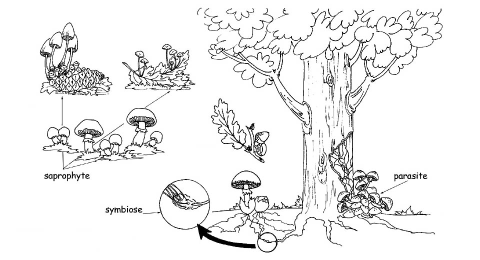 Méthodes de nutrition des champignons © Maria Tullii