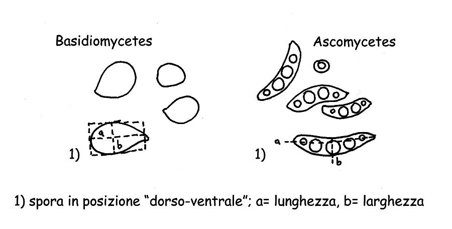 Misurazione spore © Maria Tullii