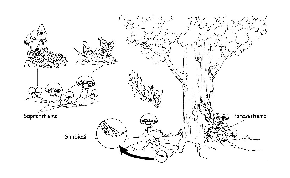 Modi di nutrizione dei funghi © Maria Tullii