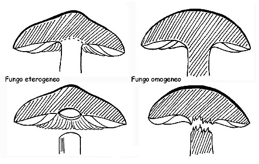 Omogeneità del caproforo © Maria Tullii