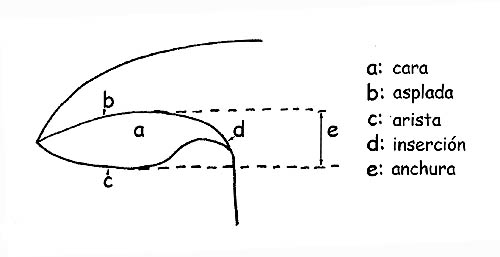 Partes de la lámina © Maria Tullii