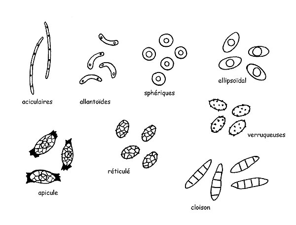 Spores © Maria Tullii