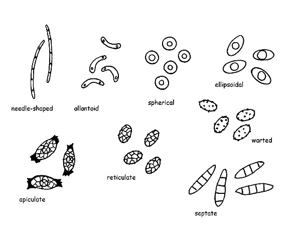 Spores © Maria Tullii