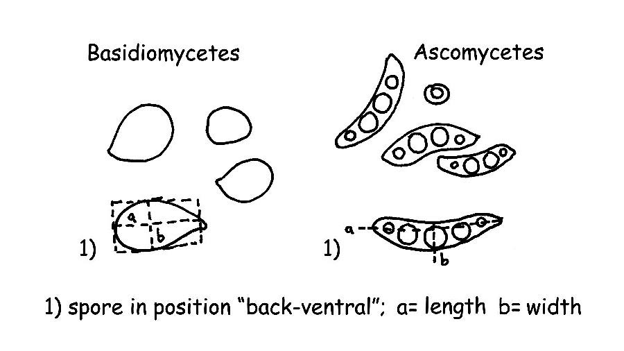 Spores measuring © Maria Tullii