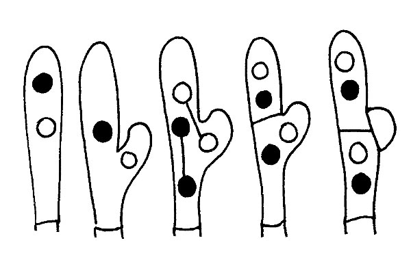 Structure of clamp connection of Basidiomycetes © Maria Tullii