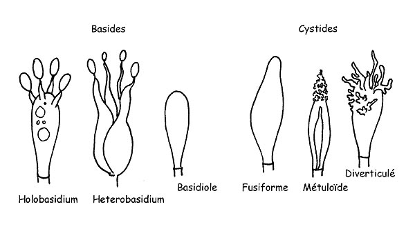 Structures des Basidiomycètes © Maria Tulliii