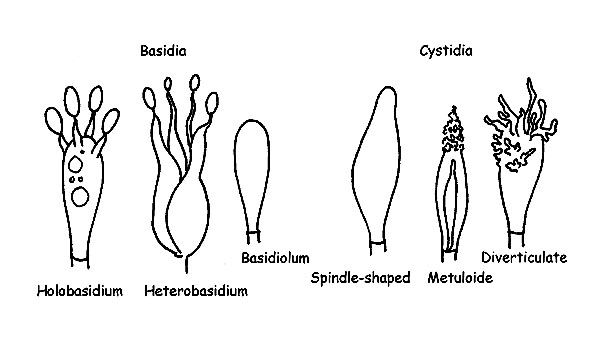 Structures of Basidiomycetes © Maria Tullii