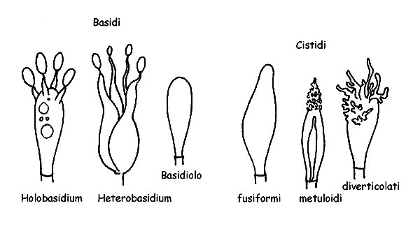 Strutture dei Basidiomiceti © Maria Tulliii