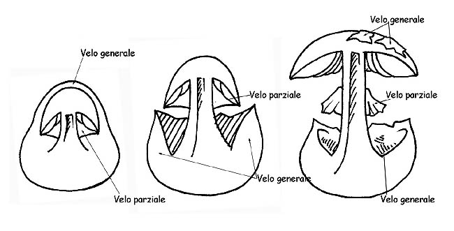 Sviluppo dei veli © Maria Tullii