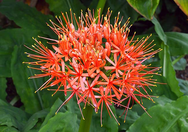 Scadoxus multiflorus subsp. Katharinae © Giuseppe Mazza