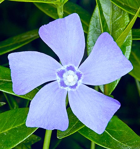 Vinca minor © Giuseppe Mazza