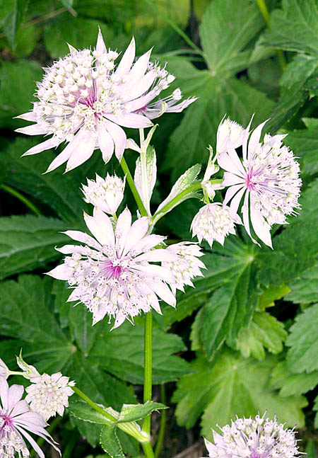 Astrantia major © Giuseppe Mazza