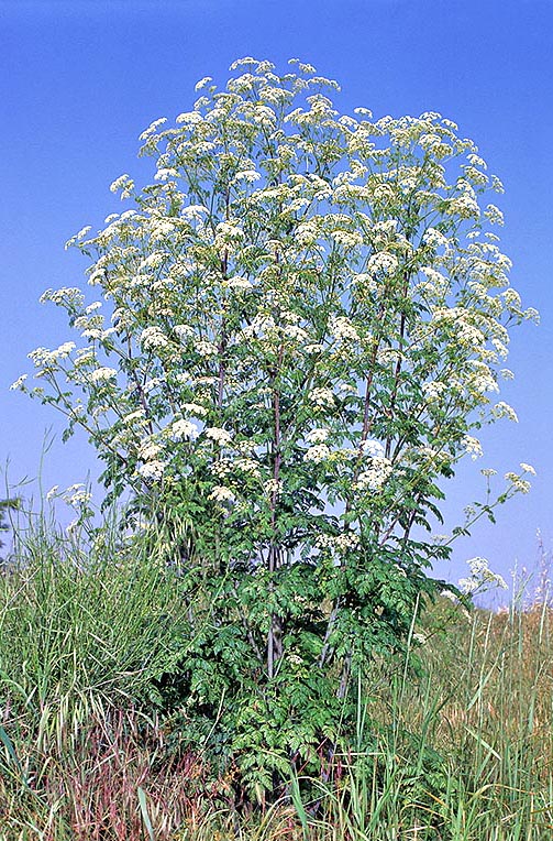 Conium maculatum © Giuseppe Mazza