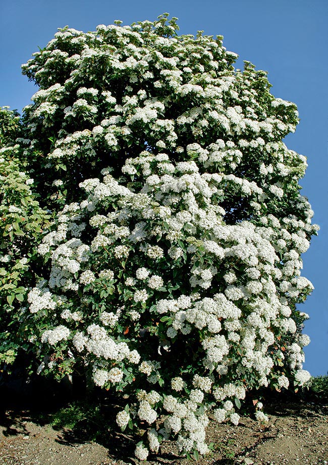 Viburnum tinus