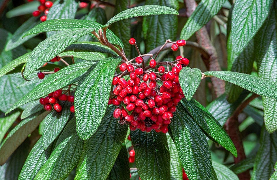 Viburnum rhytidophyllum