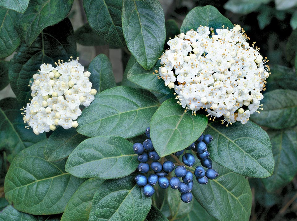 Viburnum tinus