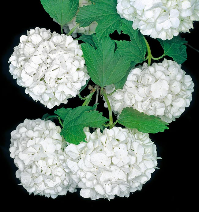 Viburnum opulus