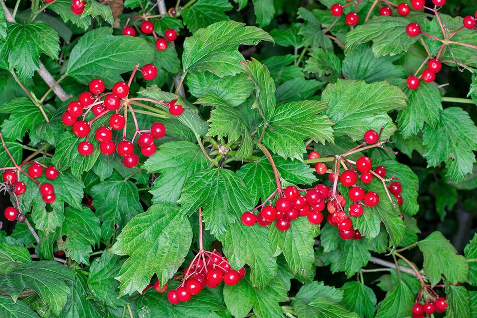 Viburnum opulus