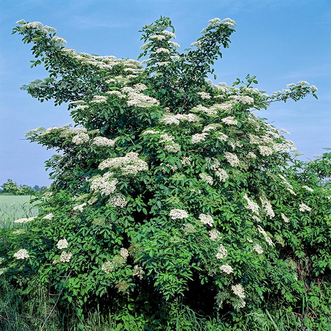 Sambucus nigra