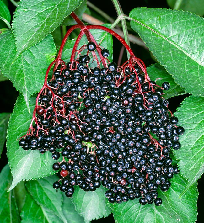 Sambucus nigra