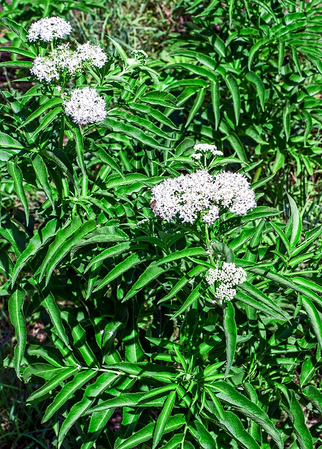 Sambucus ebulus