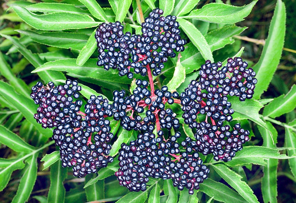 Sambucus ebulus