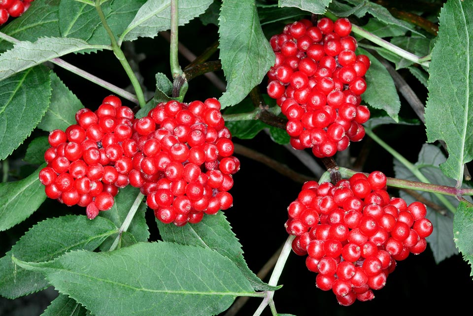 Sambucus racemosa