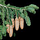 Pinaceae Genera Pinaceae - Monaco Nature Encyclopedia