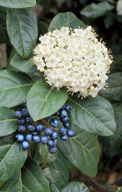 Viburnum tinus © Giuseppe Mazza