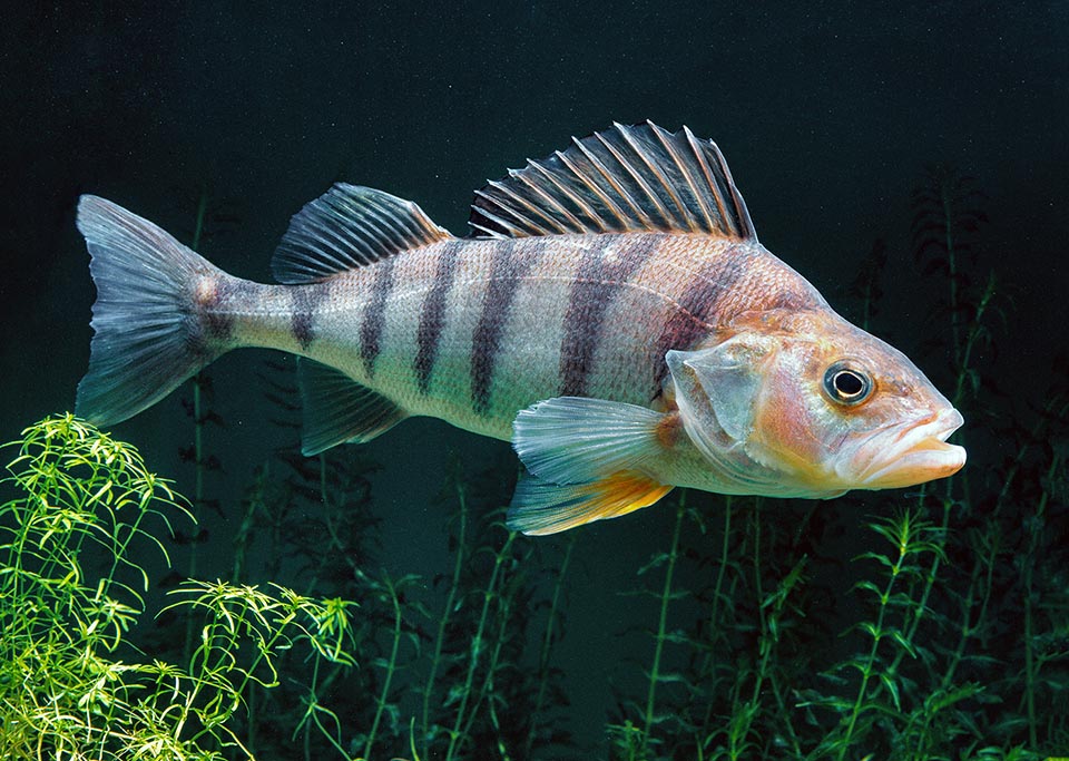 Perca fluviatilis a la forme typique, adaptée à l'environnement, de la plupart des poissons : corps élancé, plus haut et plus large à l'avant, bas et comprimé vers la queue