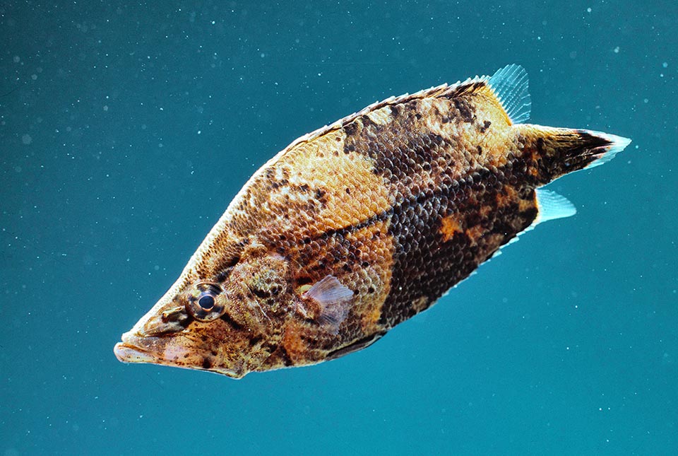 En revanche, le petit Poisson feuille d'Amazonie (Monocirrhus polyacanthus) vit et se nourrit dans les eaux lentes et stagnantes, où on le confond avec une feuille immergée.