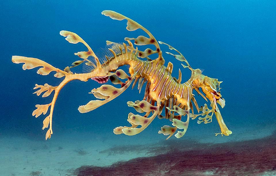 Et aussi dans le sud de l'Australie, l’Hippocampe feuille (Phycodurus eques) arbore des excroissances ramifiées qui le transforment en une touffe d'algues entre deux eaux.