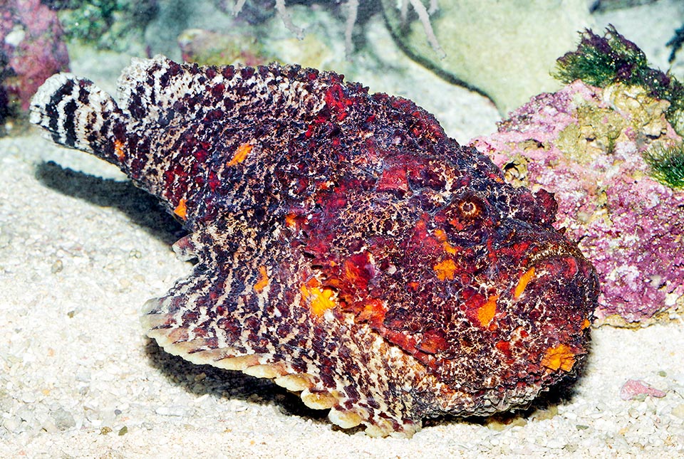 The very venomous Stonefish has the body similar to a stone to surprise fishes