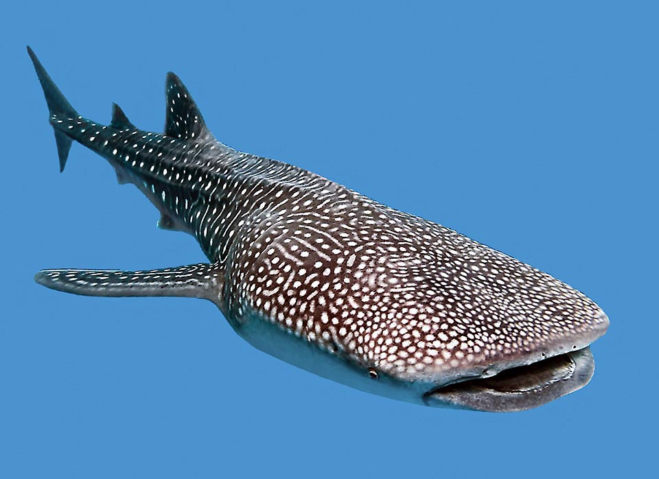 The whale shark is the largest of fishes