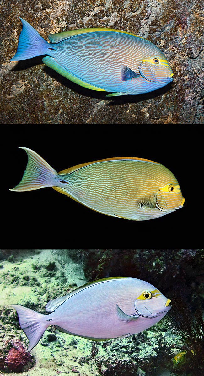 Instant fish color change