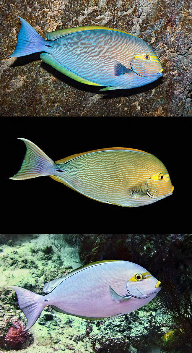 C'est aussi grâce aux chromatophores que cet Acanthurus mata change incroyablement de couleur et de motif, pour finir par arborer, suivant le besoin, une livrée entièrement blanche ou noire.