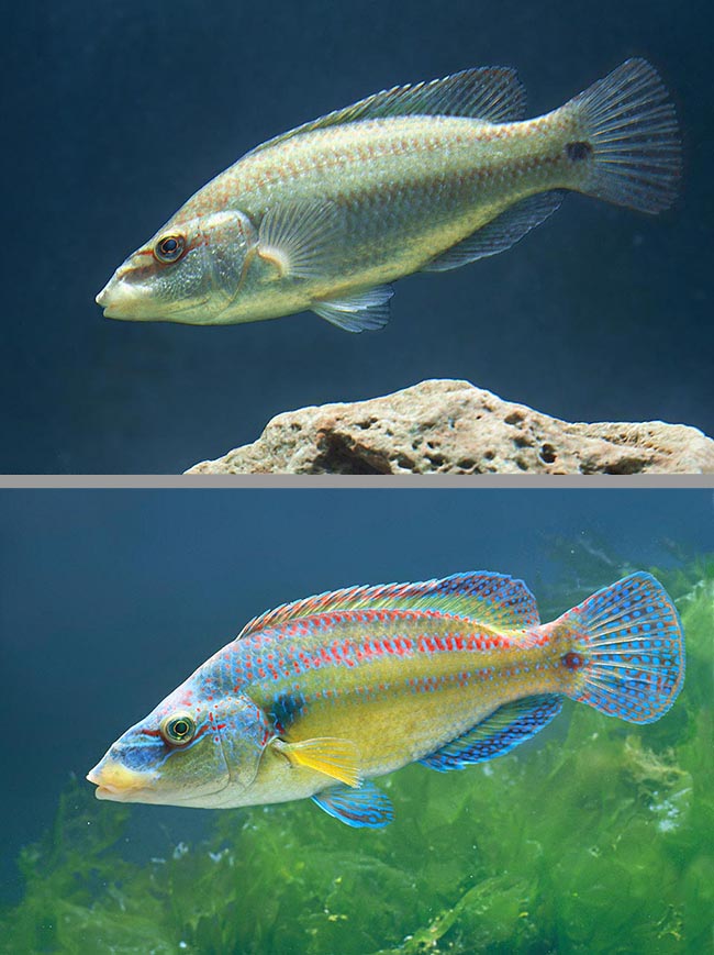 Symphodus tinca mâles, en livrée nuptiale en bas. De nombreuses poissons changent de couleur pour la reproduction.