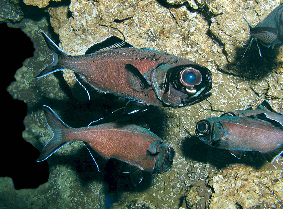 Les poissons des eaux profondes attirent souvent l'attention de leurs proies par des signaux lumineux. Anomalops katoptron passe le jour dans des grottes et chasse la nuit en descendant jusqu’à 400 m ; il porte sous les yeux une lentille lumineuse alimentée par des bactéries bioluminescentes symbiotiques, qui clignote 18 à 90 fois par minute.