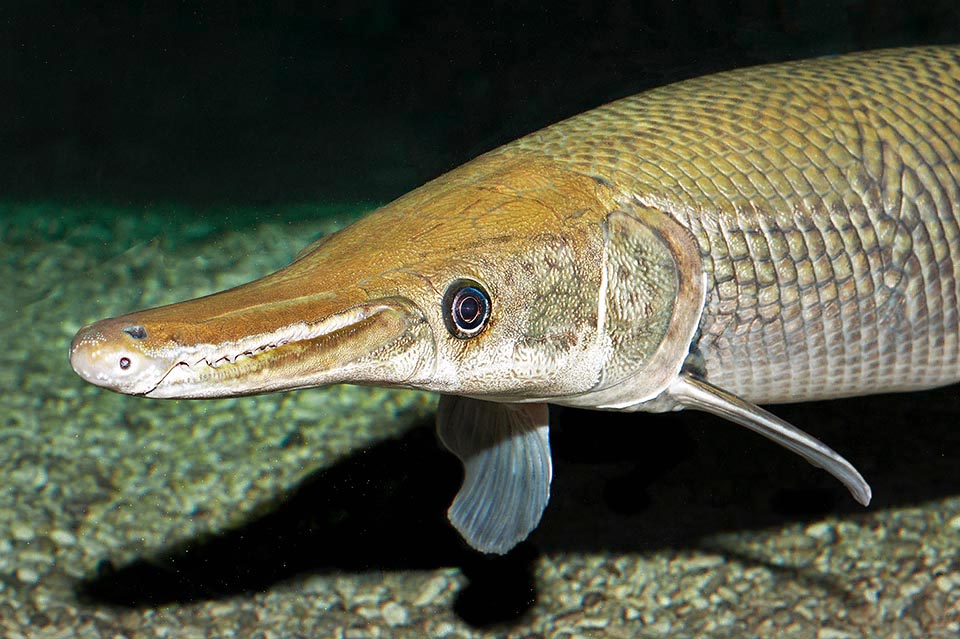 Unusual fishes : Alligator fish muzzle.