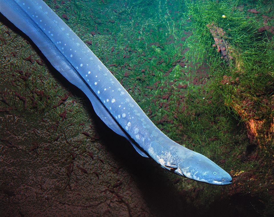 D'autres poissons parfois en eaux très peu profondes basent leur stratégie de chasse sur l'électricité. L'Anguille électrique (Electrophorus electricus) capture par exemple des poissons, grâce à des décharges de 480 volts, et des animaux terrestres s'approchant pour s'abreuver des marais ou des zones inondables où elle vit.