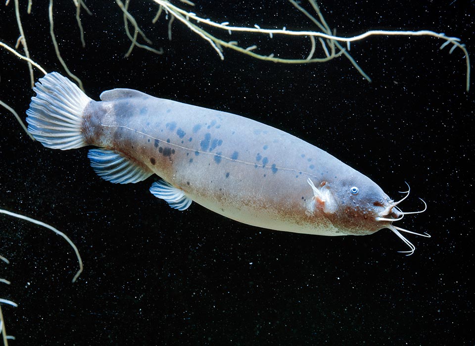 Electric catfish stun river fish with shocks