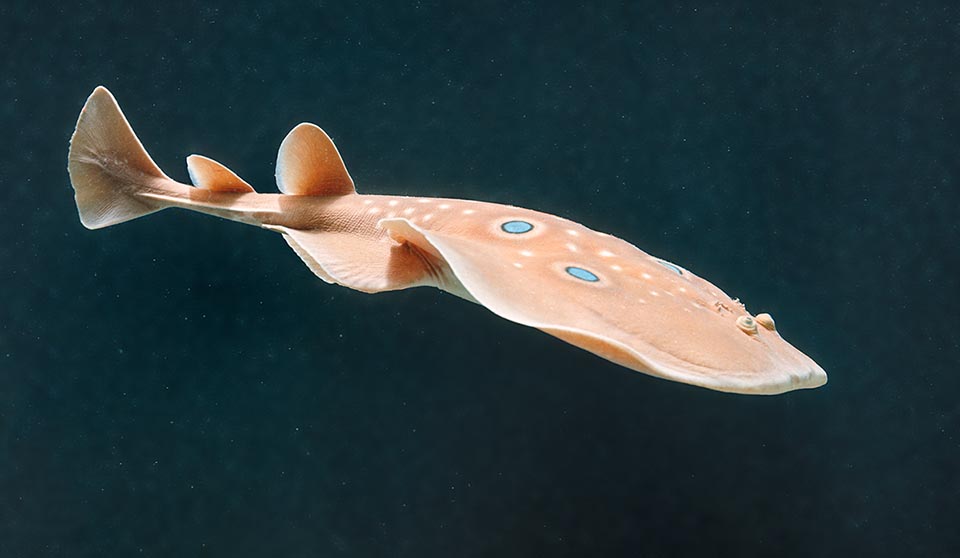 La Torpille ocellée (Torpedo torpedo) chasse en Méditerranée et dans les eaux voisines de l'Est-Atlantique. Ses décharges peuvent atteindre 200 volts et 2 000 watts.