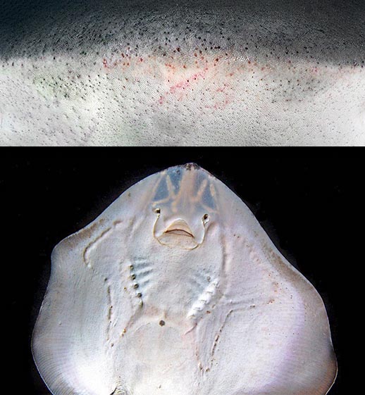 Les ampoules de Lorenzini, dont on voit les trous de sortie sur le museau d'un requin (Negaprion brevirostris) et les lignes sur la face ventrale d'une raie (Raja undulata), servent à ces poissons à découvrir les cachettes des proies grâce au champ électrique qu'elles émettent, et à s'orienter lors de leurs déplacements par rapport au champ magnétique terrestre.